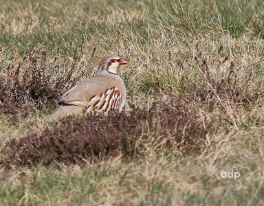 Red-legged Partridge (Alectoris rufa) Alan Prowse